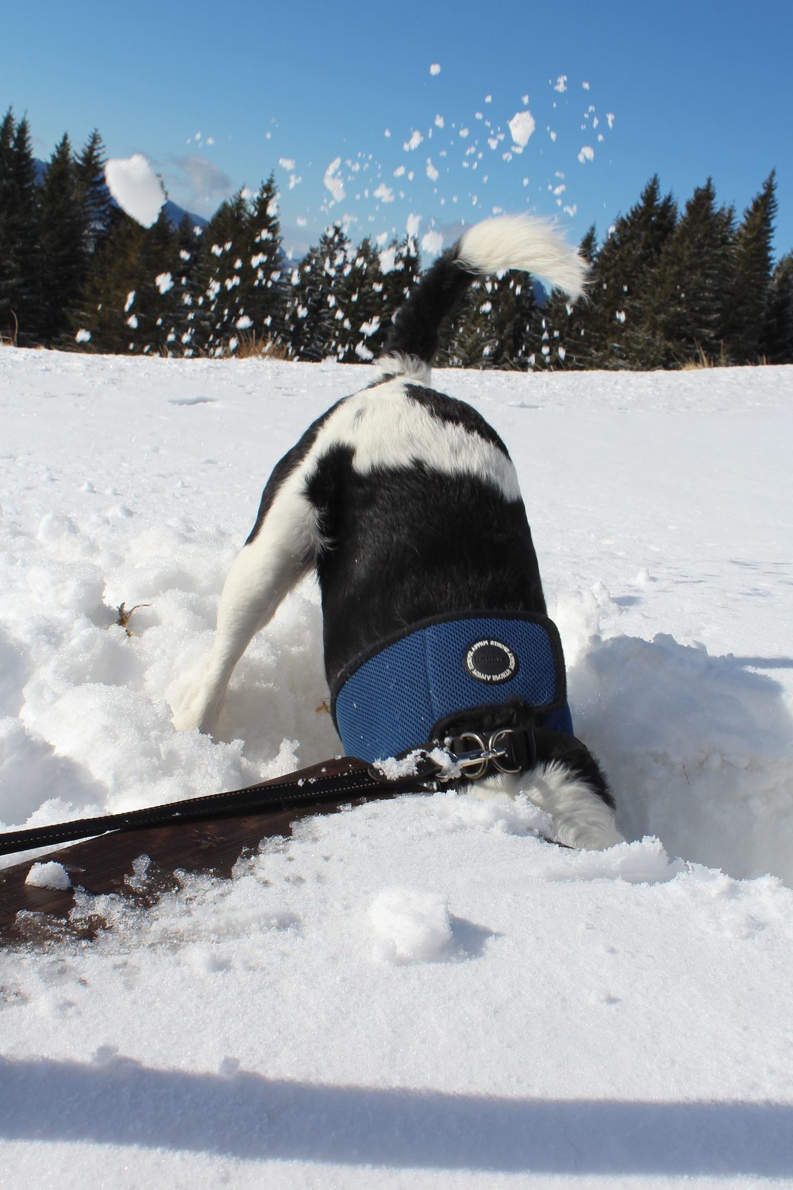 Pourquoi mon chien creusetil des trous dans le jardin