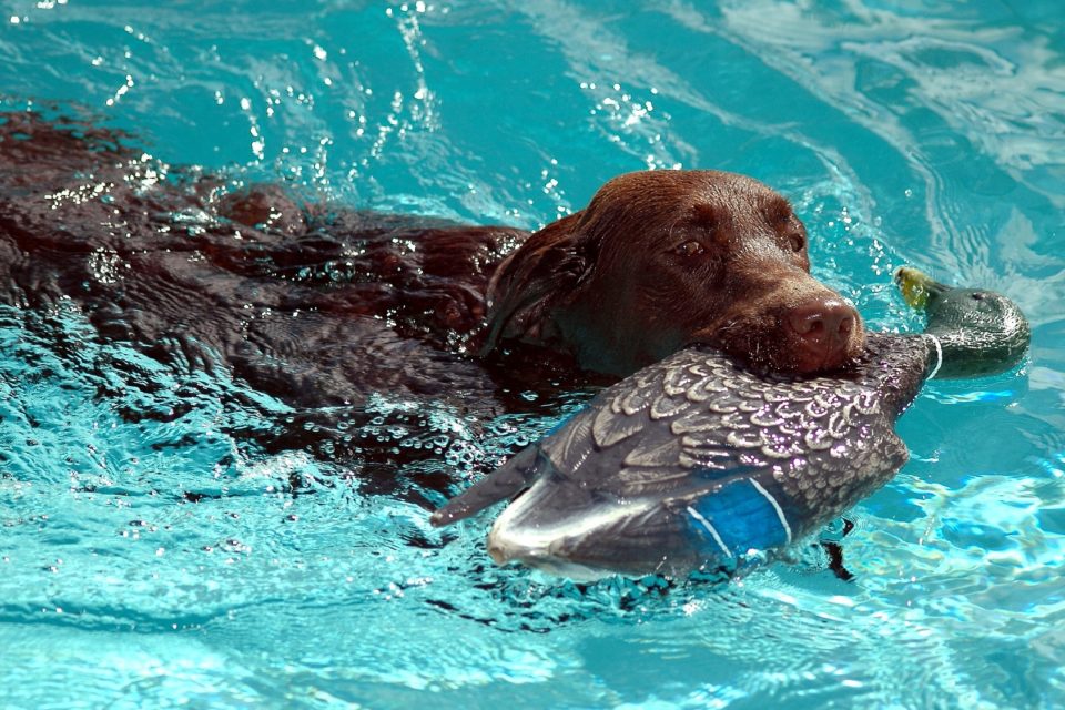 Votre labrador est un chien de chasse Votre labrador est un chien de chasse